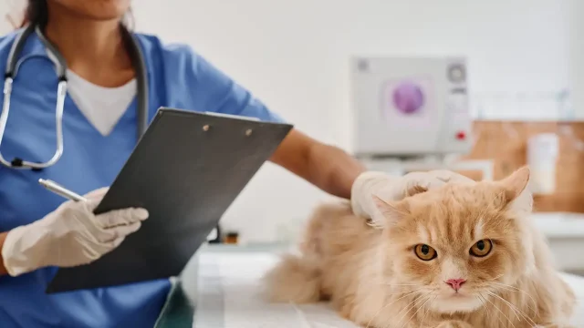 Pets and Pet Care
